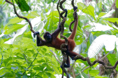 Primates: hábitat del mono araña