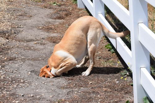 Problemas de conducta en perro: cavando