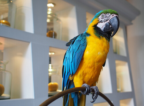 Psitacosis en loros: causas