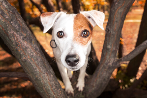 Pupilas dilatadas en perros: causas