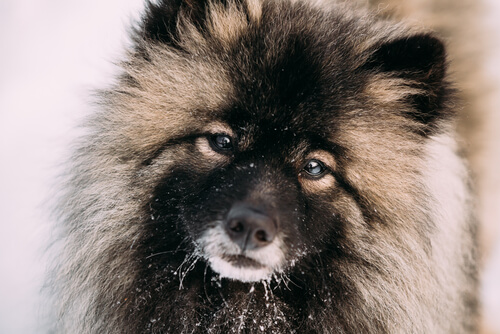 Raza keeshond: cuidados