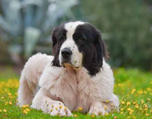 Raza de perro landseer: características