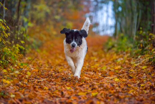Raza de perro landseer: cuidados