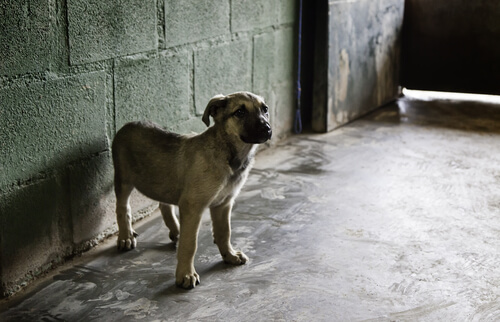 Raza de perro mastín: comportamiento