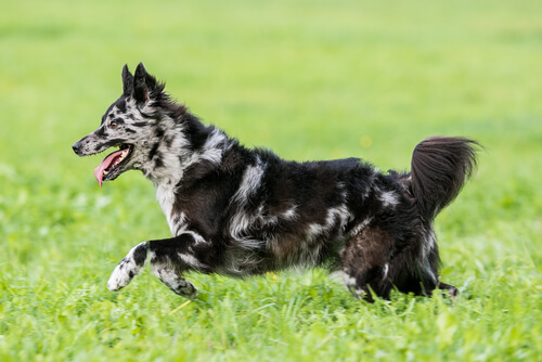 Raza de perro mudi: cuidados