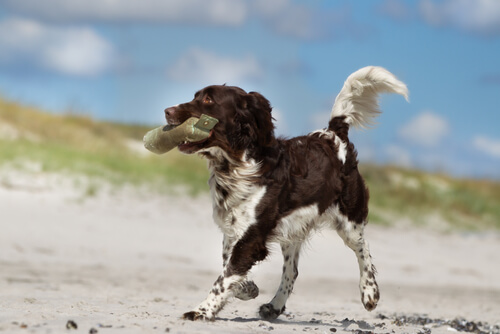 Raza de perro Münsterländer: comportamiento