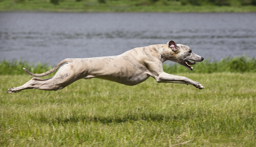 Razas: galgo afgano