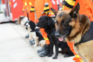 Perros de búsqueda y rastreo, ¿lo sabes todo sobre ellos?