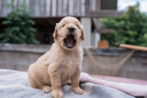 Cordectomía: las mutilaciones en los perros