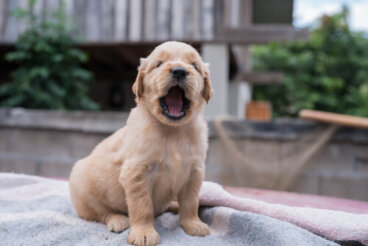 Cordectomía: las mutilaciones en los perros