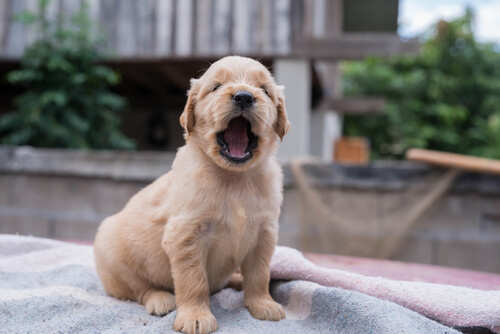 Golden Retriever puppy barking