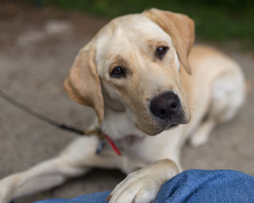 Razas de perros propensas a infecciones de oído: labrador retriever