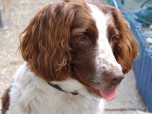 Razas de perros propensas a infecciones de oído: springer spaniel