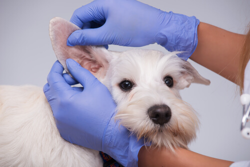 Razas de perros propensas a infecciones de oído: tratamiento