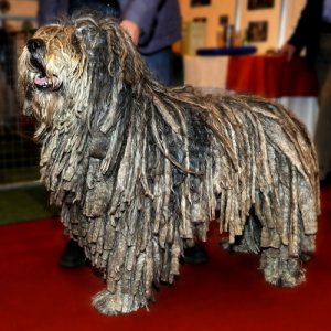 Cinco razas de perros rastafari