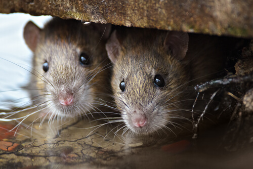 Remedios caseros para plaga de ratones