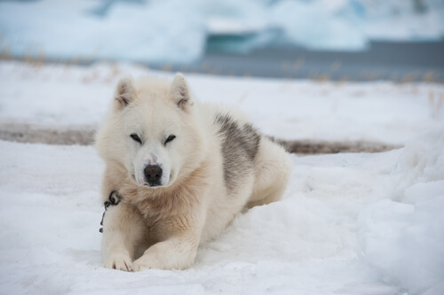 Salud del perro de Groenlandia: cuidados