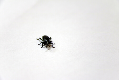 ¿Cuál es el insecto más pequeño?