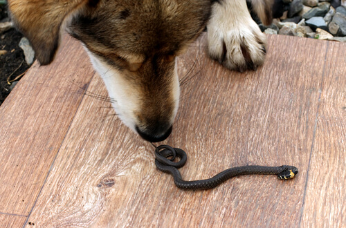 Cómo actuar si una serpiente muerde a tu perro