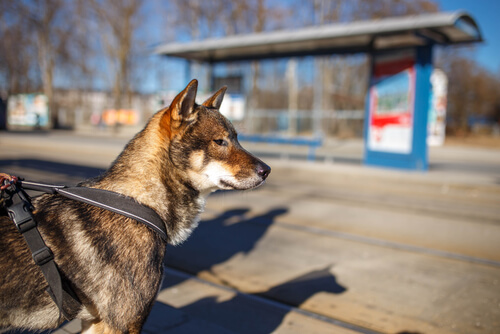 Shikoku: características