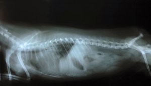 Síndrome de Wobbler: causas, síntomas y tratamiento