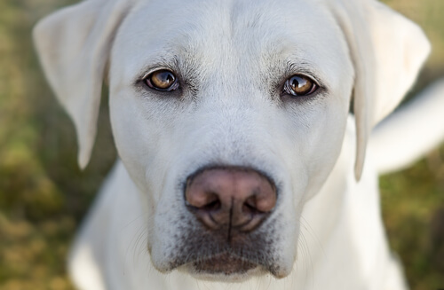 Pupilas dilatadas en perros: síntomas