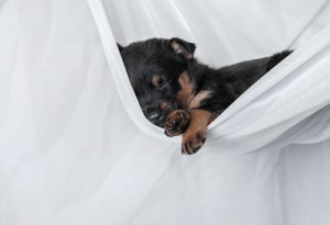 ¿Por qué los perros duermen tanto?