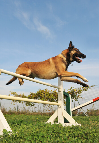 Suplementos para perros deportistas: pastor belga malinois