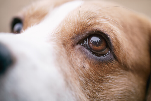 Thelaziosis ocular canina: causas, síntomas y tratamiento