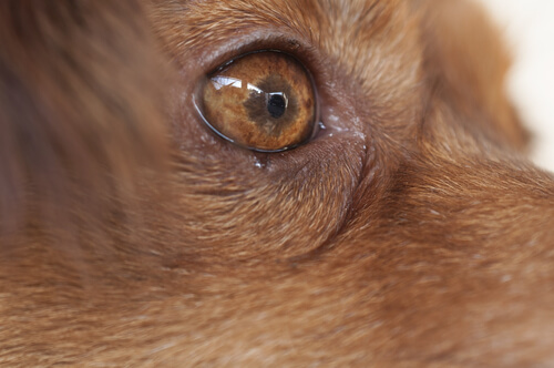 Thelaziosis ocular canina: síntomas