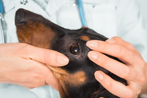 Köpeklerde konjonktivit.