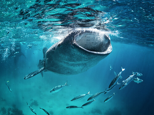 Tiburón ballena: alimentación