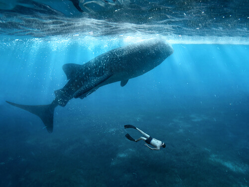 Tiburón ballena: características, alimentación y hábitat