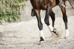 Tipos de extremidades en los mamíferos