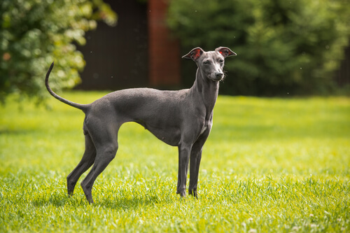 Tipos de galgos: ejemplos
