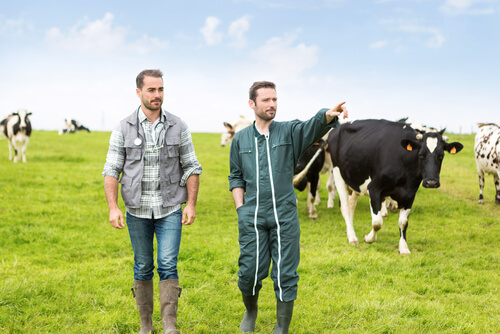 Torsión de abomaso en vacas