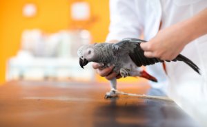 Enfermedad del pico y las plumas