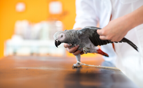 Tratamiento de la psitacosis en loros