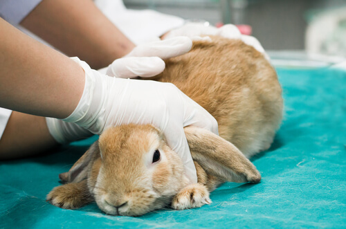 Vacuna hemorrágica para conejos