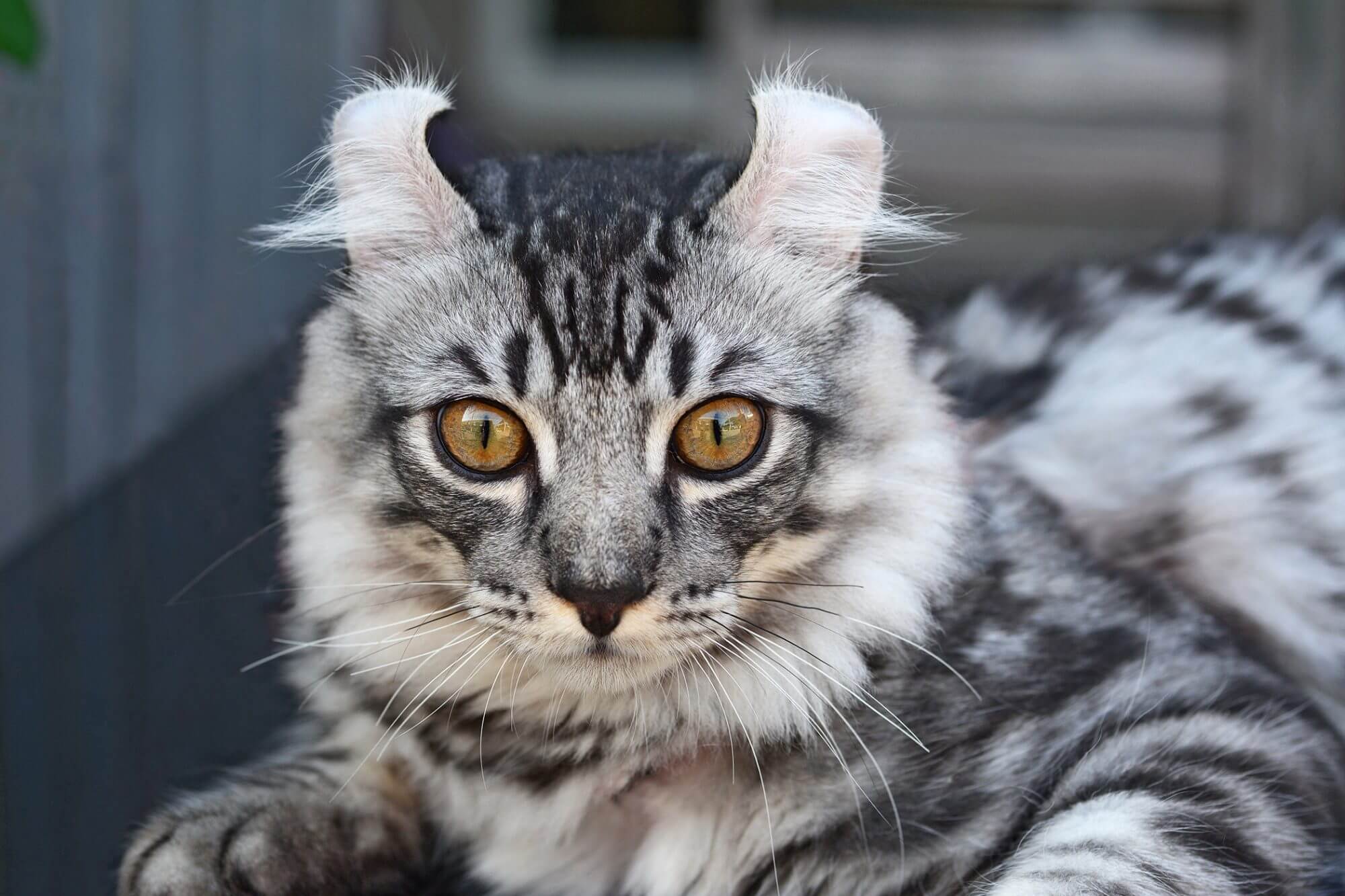 Gato curl americano visto de frente.