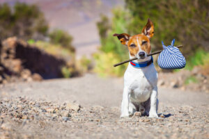 Como Actuar Con Los Perros Abandonados Mis Animales