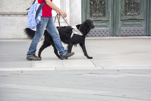 Adiestramiento de un perro guía