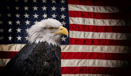 Águila calva americana