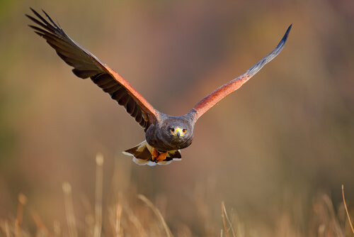 Águila de Harris: comportamiento
