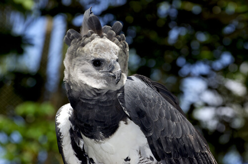 Águila Harpía de Panamá