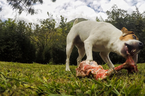 ¿La carne cruda es buena para los perros?