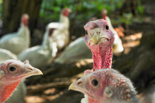 Alimentación del pavo doméstico