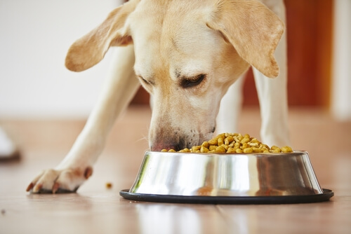 Alimento para perro con artrosis