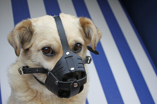 Alternativas al collar isabelino