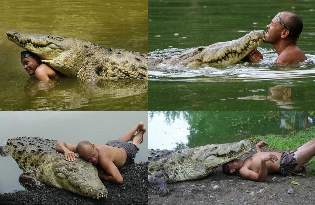 La sorprendente amistad de un hombre y un cocodrilo - Mis Animales